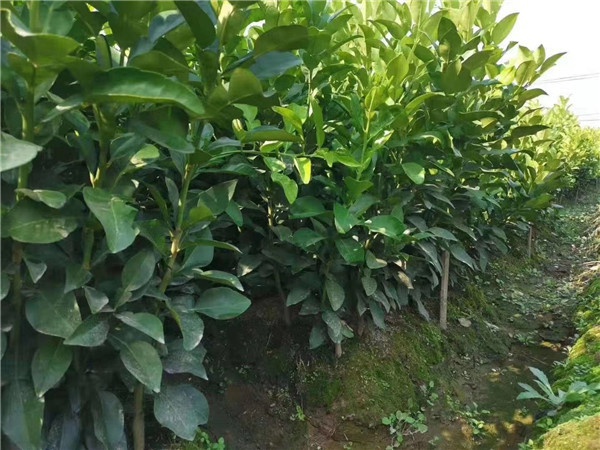 马家柚苗木培育